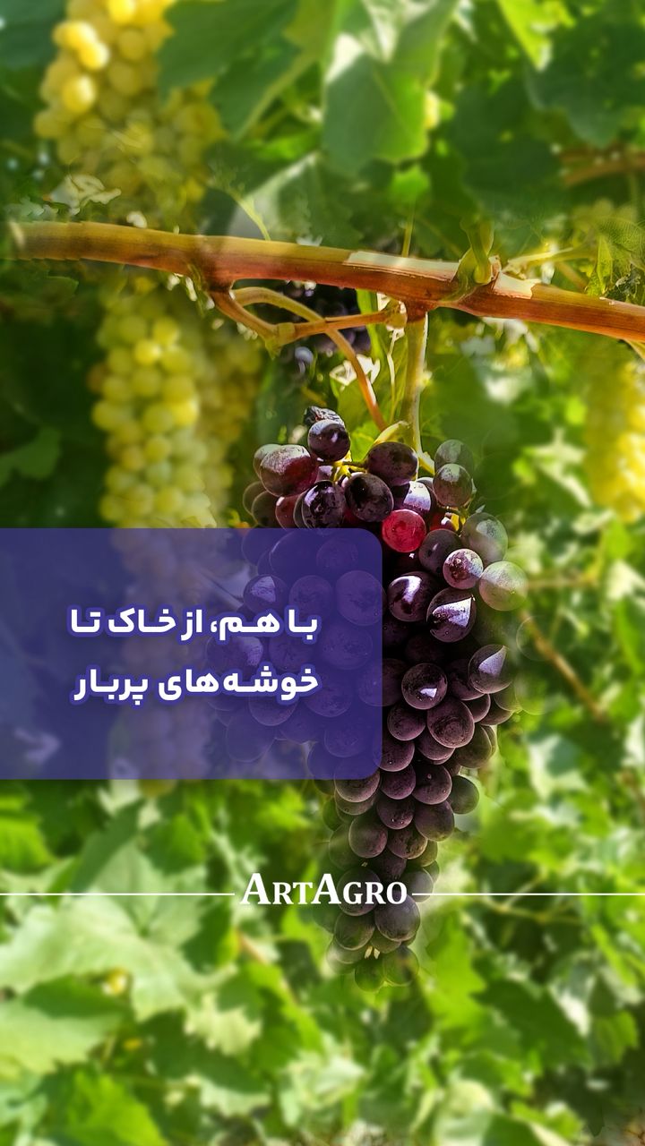 باهم از خاک تا خوشه های پربار🍇