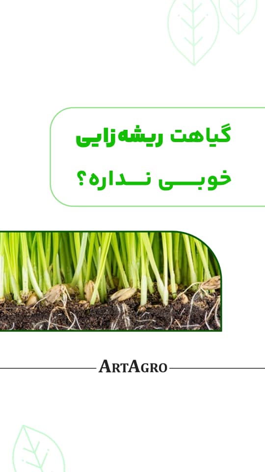 گیاهت ریشه زایی خوبی نداره؟