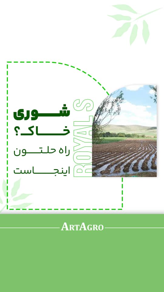 شوری خاک؟ راه حلتون اینجاست🌱